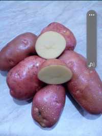 Ziemniaki bellarosa 24kg