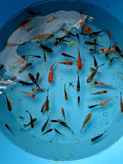 Carpas koi jovens