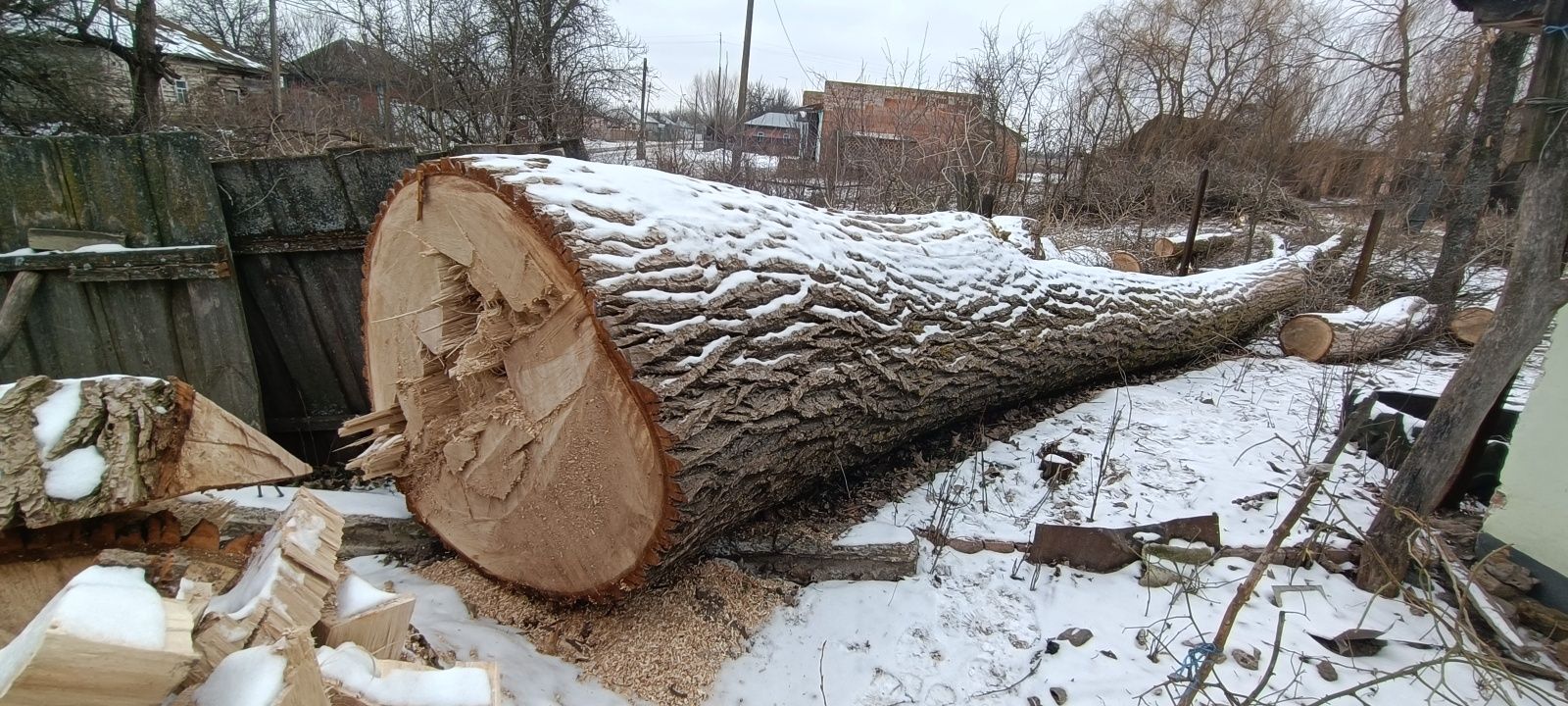 Продам дерево тополя на пиломатеріали