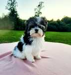 Yorkshire Terrier Biewer samiec