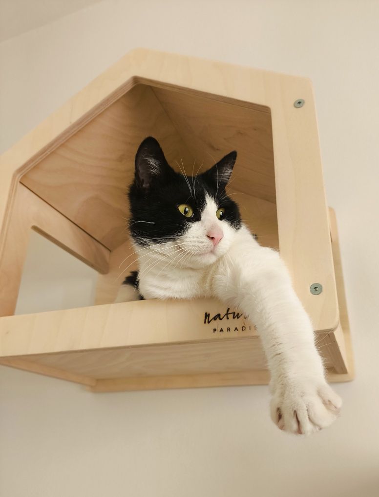 Młody kocur Loki szuka kochającego domu, kot do adopcji