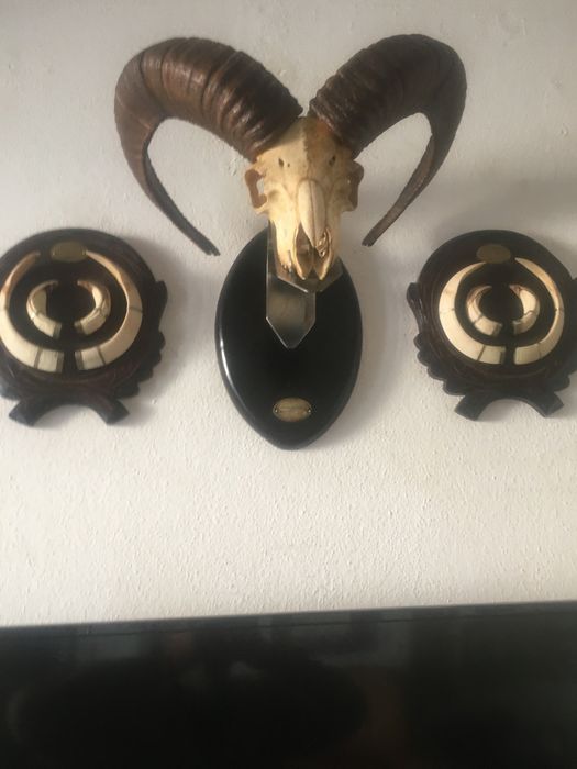 Crâneo de Muflão