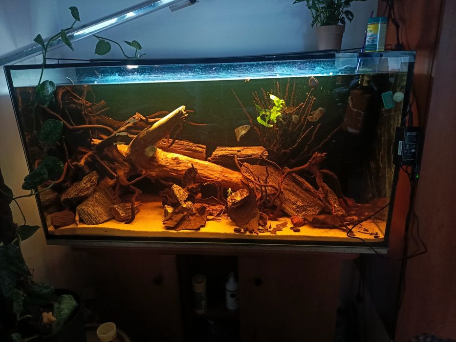 Akwarium+szafka+filtry, oświetlenie, życie