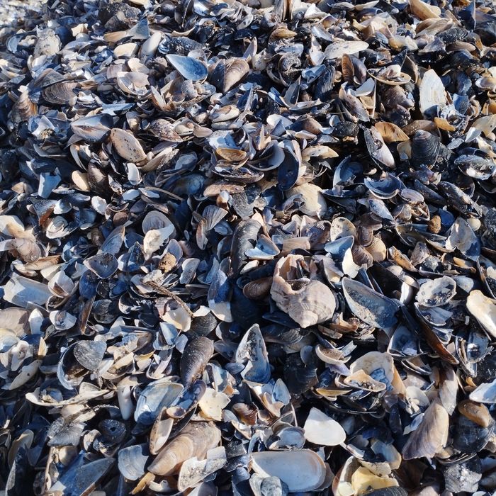 Ракушка (мушля) кормова морська