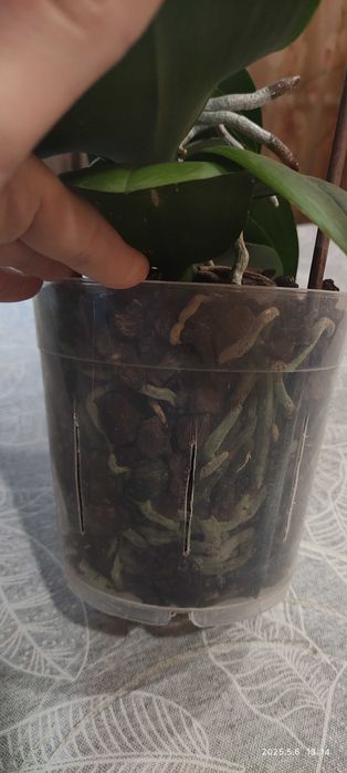 Орхідея baby fase домашнє цвітіння