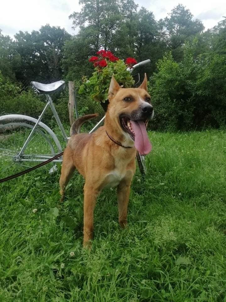 Norbi w typie Amstaff młody psiak z charakterem szuka domu