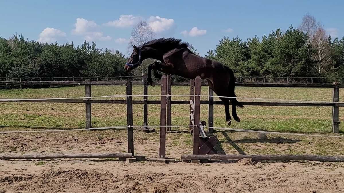 Wałach Ganesh Polski koń sportowy ! LIKWIDACJA STAJNI !