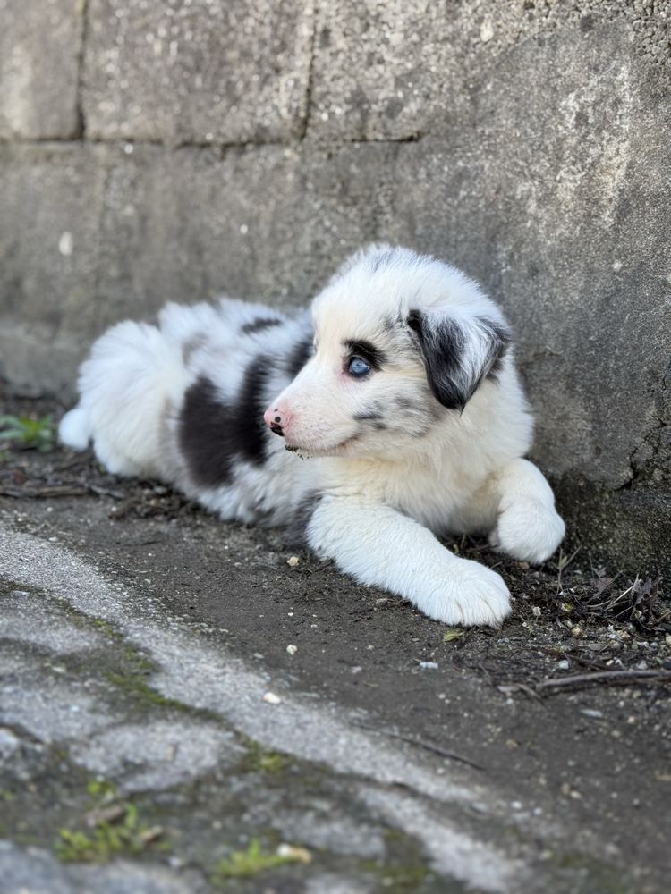 Border Collie macho azul merle / blue merle