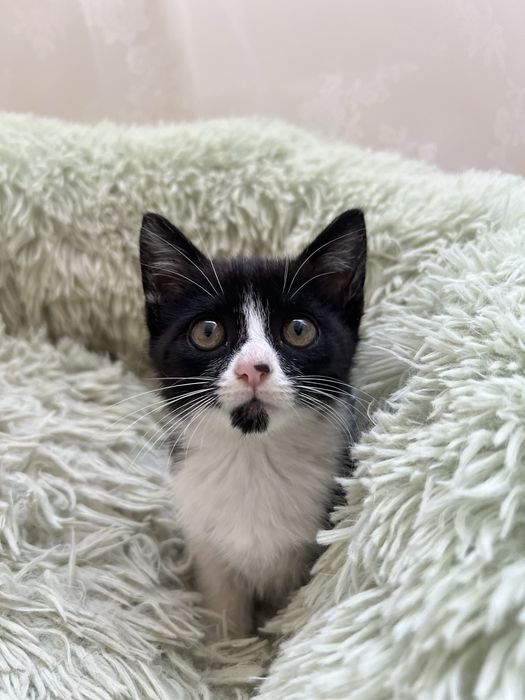 gatinha bebé para adoçao responsavel