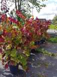 Judaszowiec kanadyjski/Cercis canadensis różne odmiany