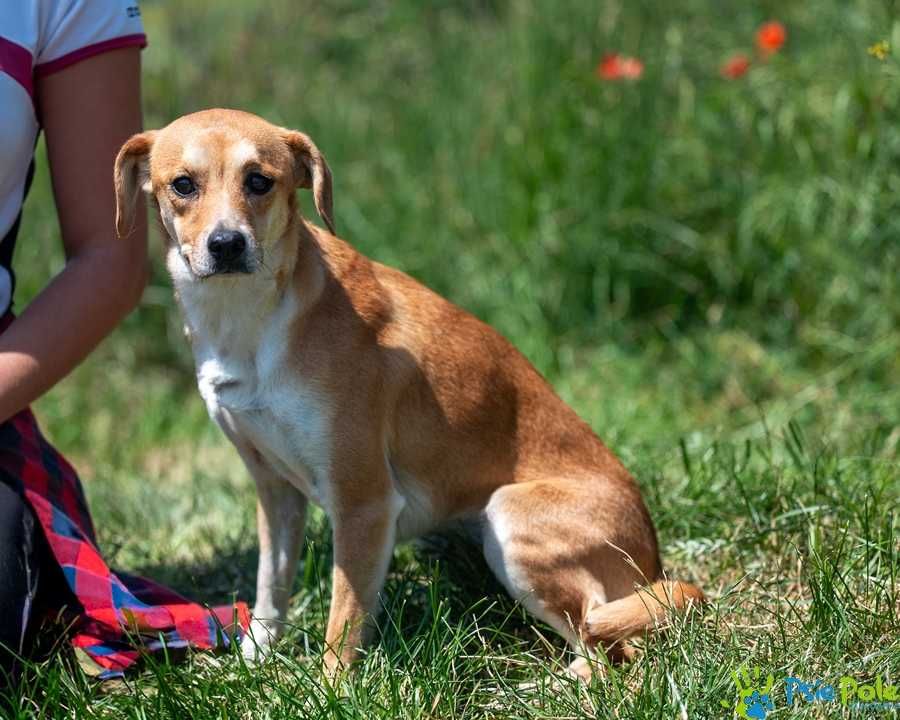 Tofii - młodziutka, nieśmiała sunia BARDZO potrzebuje domu