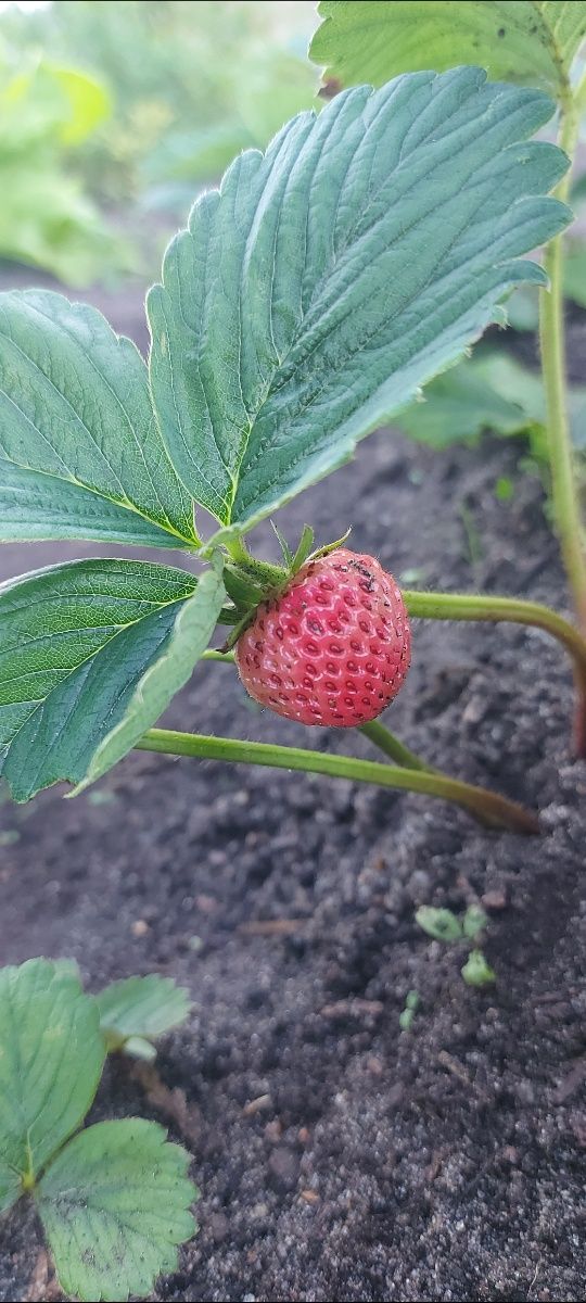 Ekologiczne Rozsady truskawek poziomek malin fasoli grochu