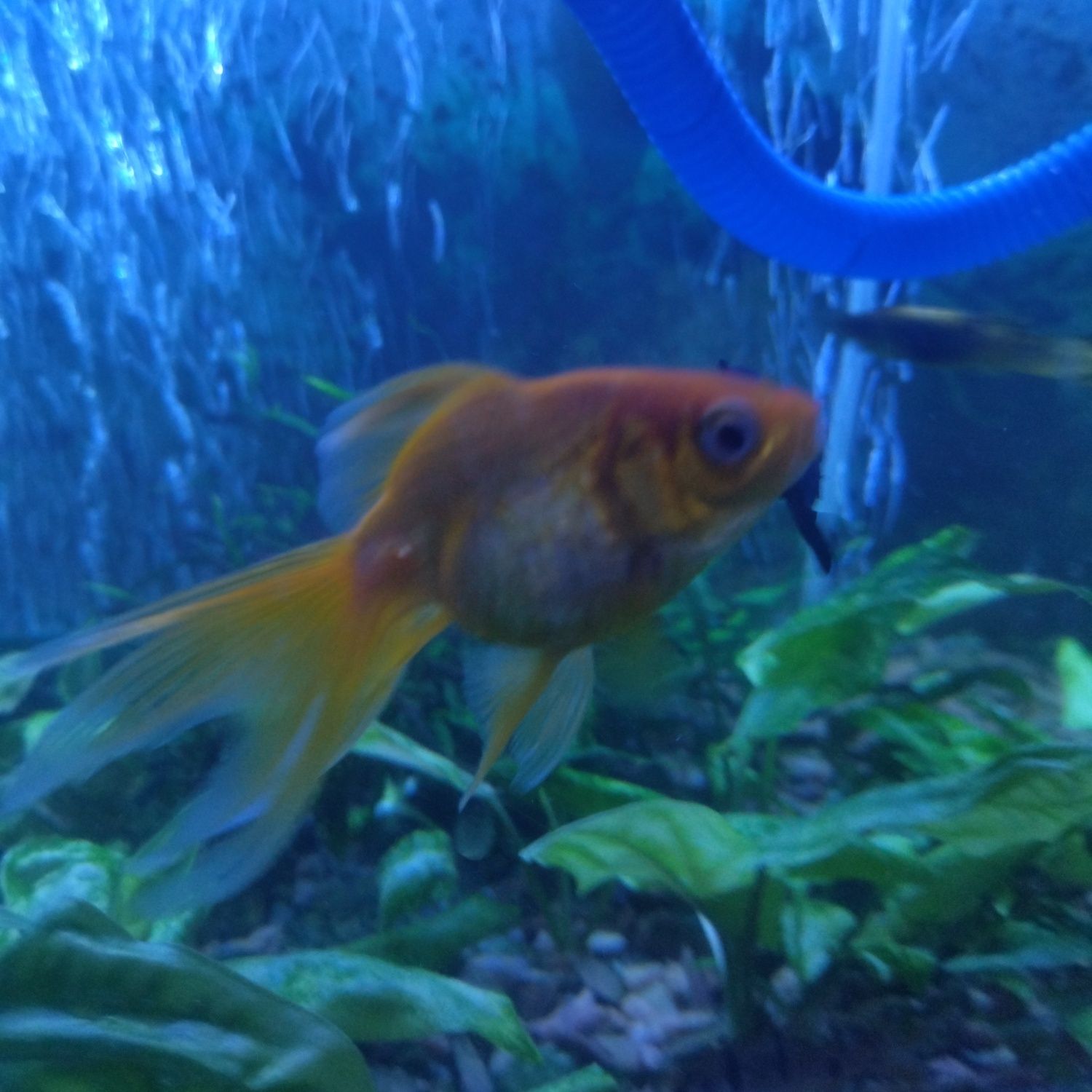 ОРАНДА(золота рибка)