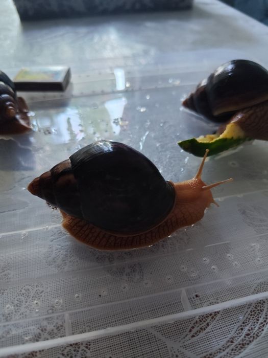 Равлики Ахатіни!