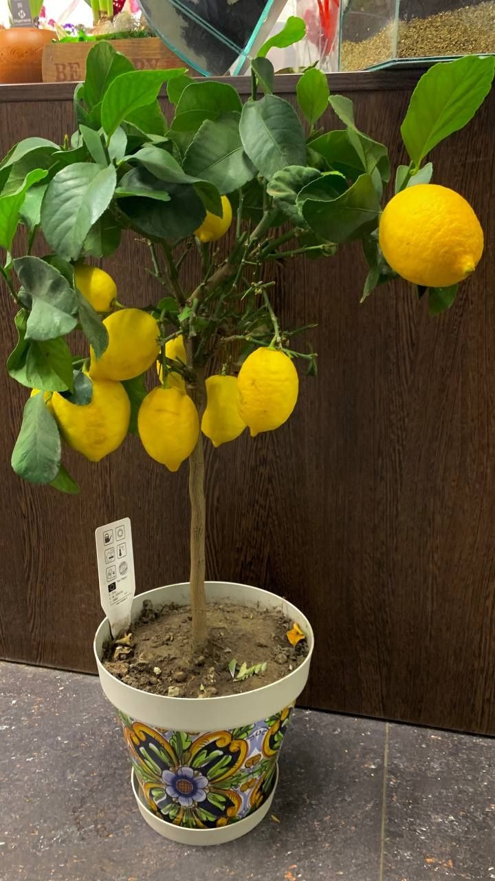Лимон  Лунарио ( 75 см)