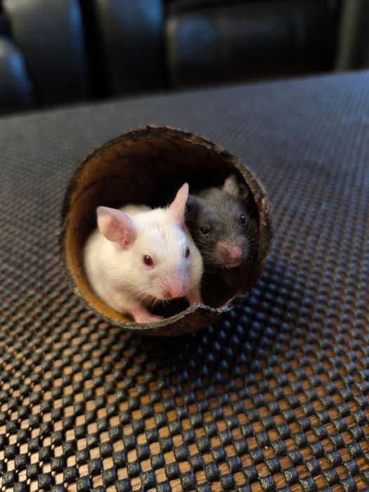 Королівські хом'яки