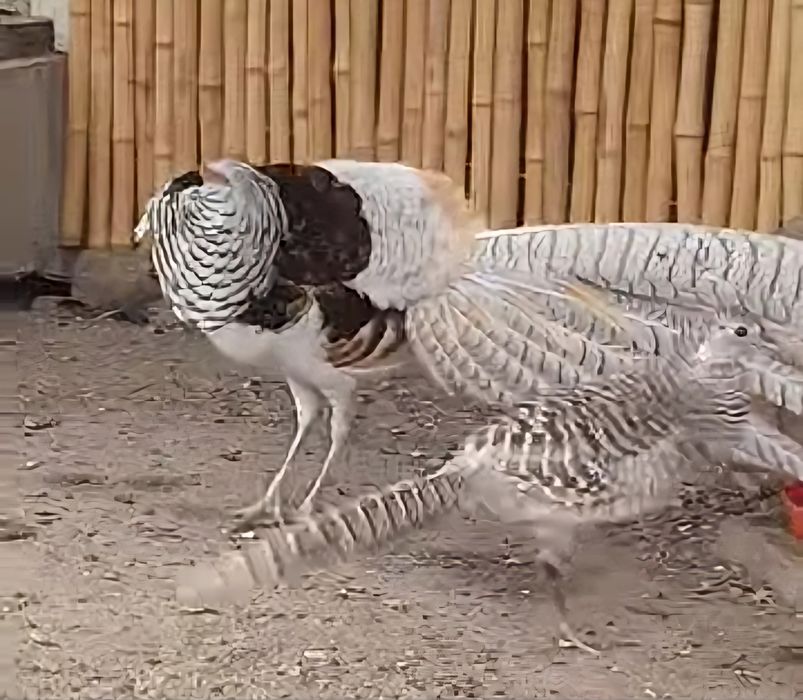 Bażant  bażanty  DIAMENTOWE  silver  (srebrne)  dorosła para
