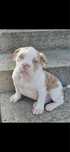 American bully piesek
