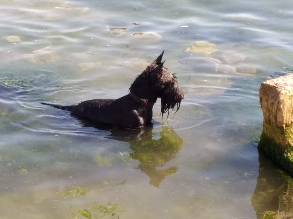 Скоч-тер'єр на в'язку.