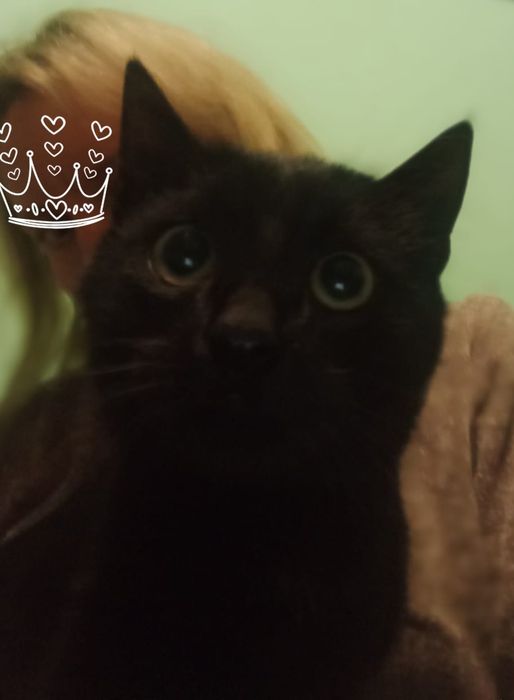 Котик,кошеня,кіт,котя,котятко,кошенятко