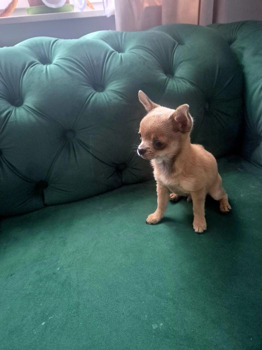 Śliczny maleńki chłopiec rasy Chihuahua
