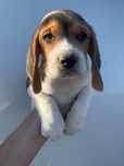 Beagle Tricolor Macho  2 meses