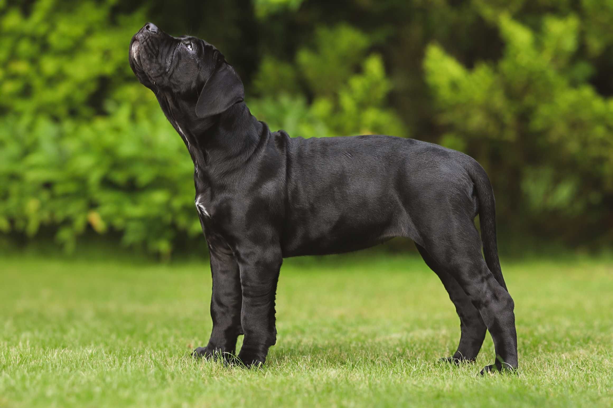Suczka Cane Corso z elitarnego skojarzenia multichampionów