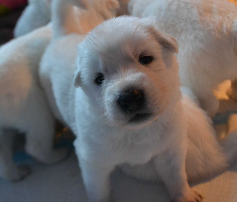 Biały owczarek szwajcarski  suczka od szkoleniowca!