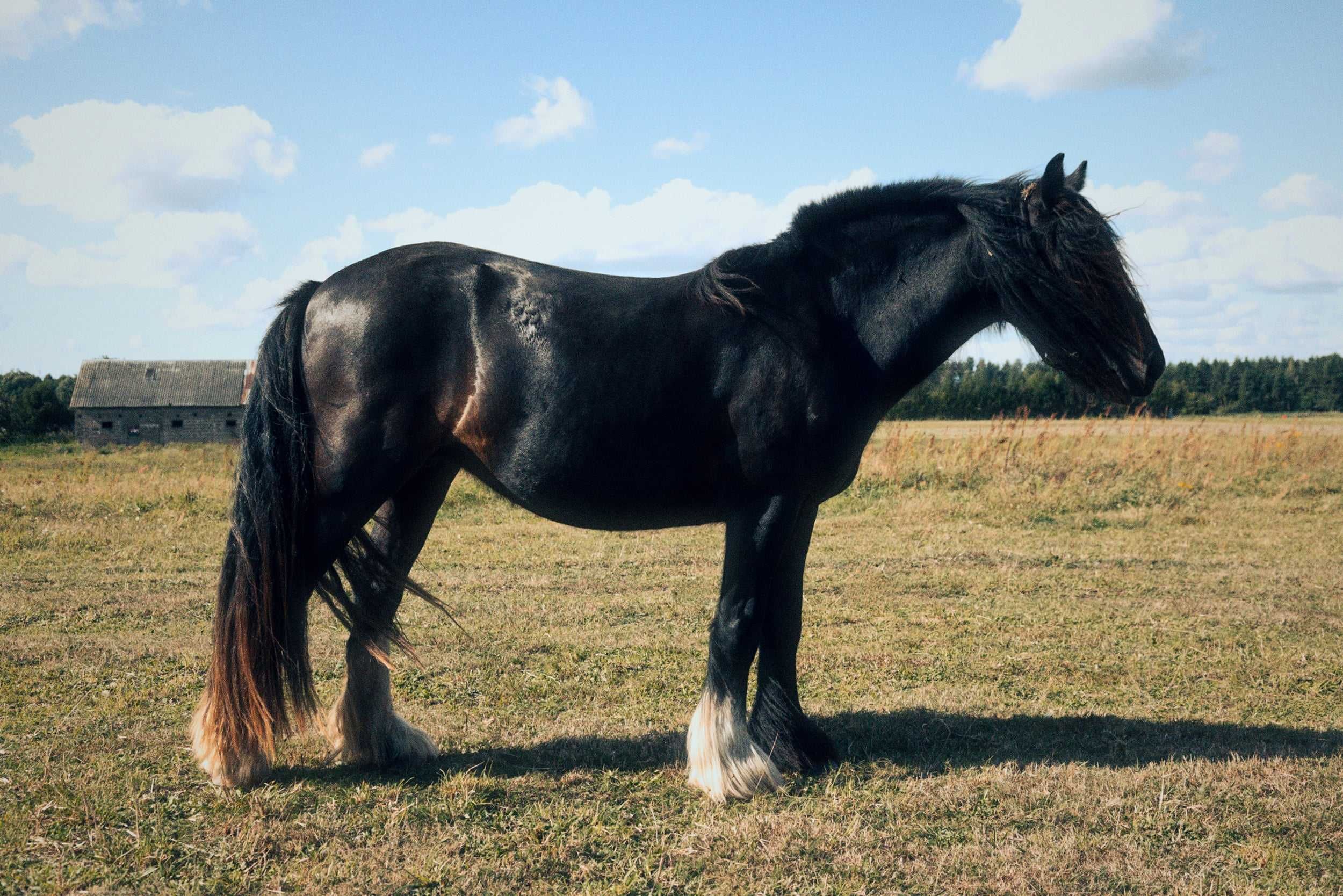 Klacz Gypsy cob /Tinker 4l