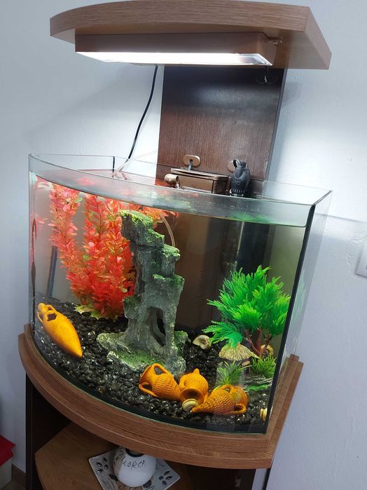 Aquário peixes de água quente