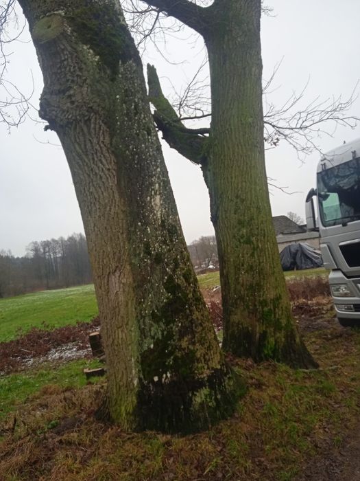 Sprzedam dęby kłody na pniu