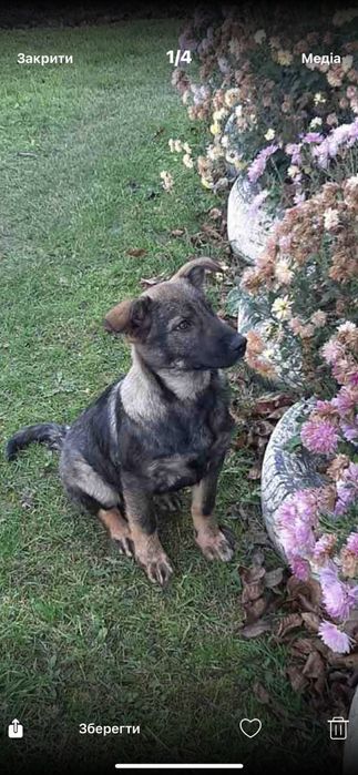 Цуценя дівчинка вік 3-4 місяці