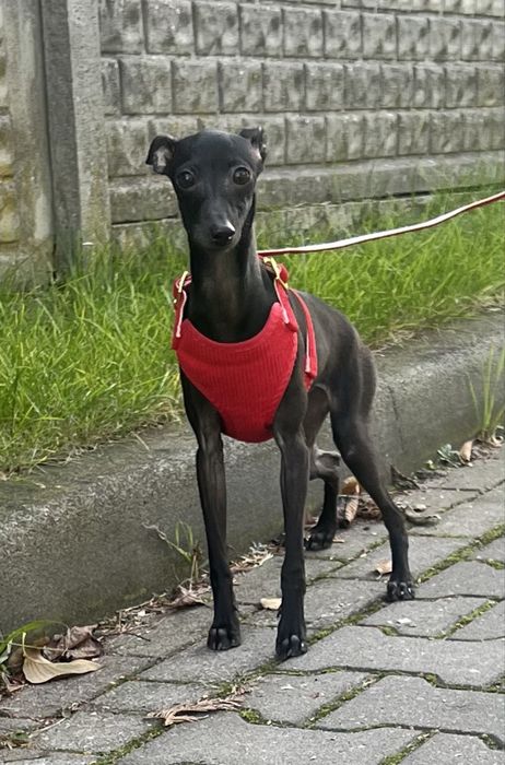 Charcik włoski niewielka suczka FCI