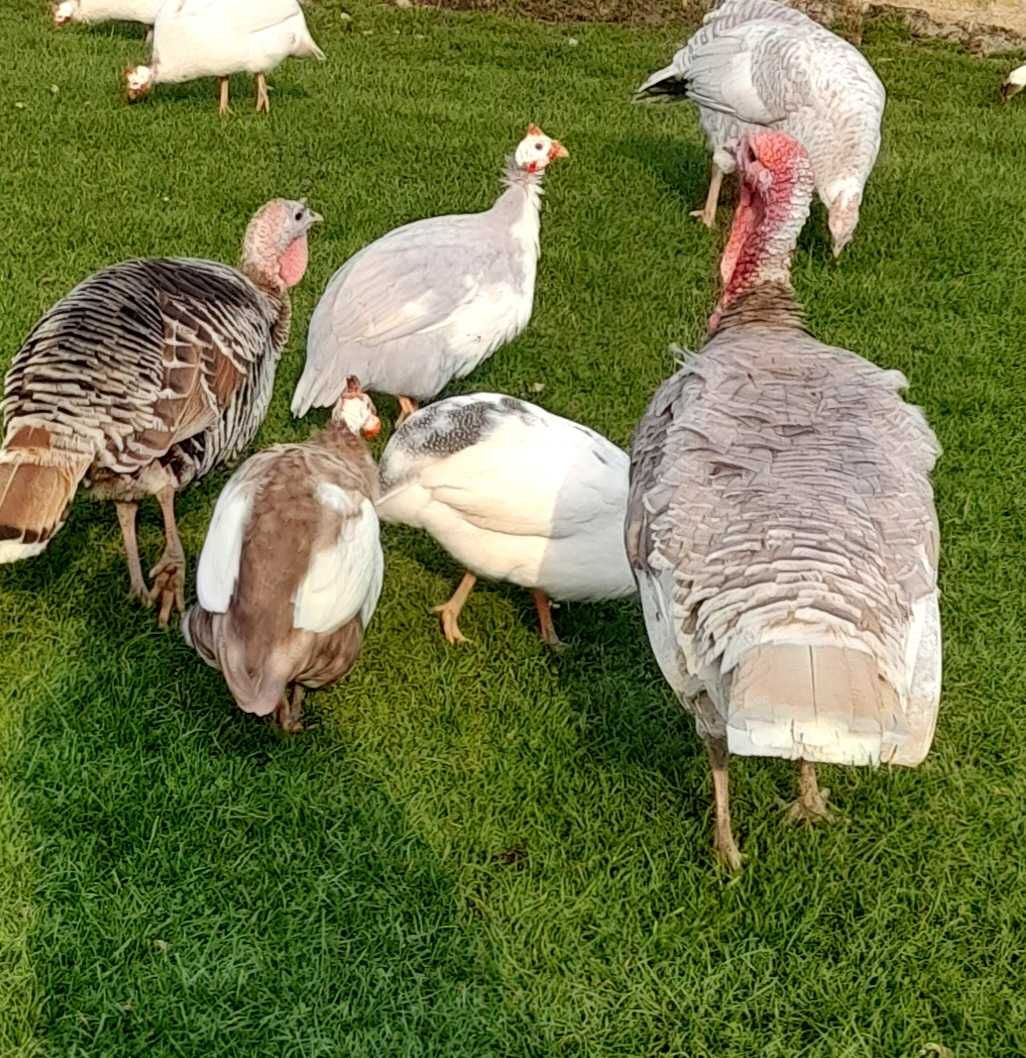 Jaja lęgowe perliczek , perliczki  mocny szek i pinto