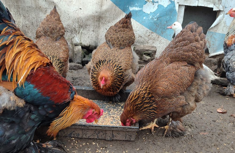 Кури порода "Брама"