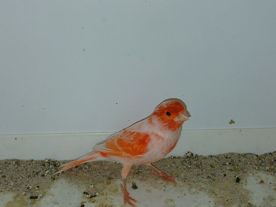 Kanarki mozaika czerwona