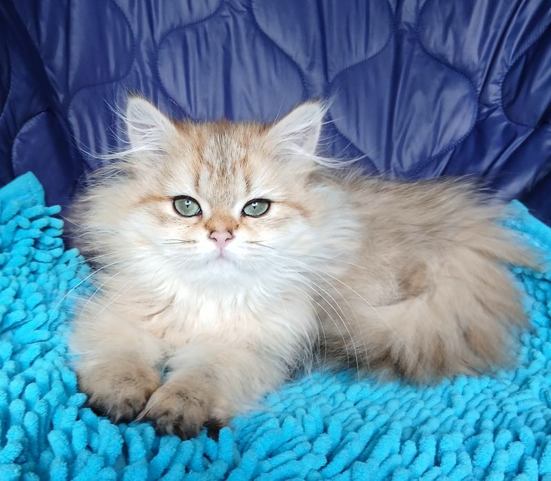 Девочка Золотаяшиншилла длинношерстная британская