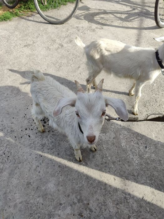 Продам прекрасных козочек