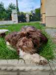 Shih tzu piesek tri color  szuka nowego domu