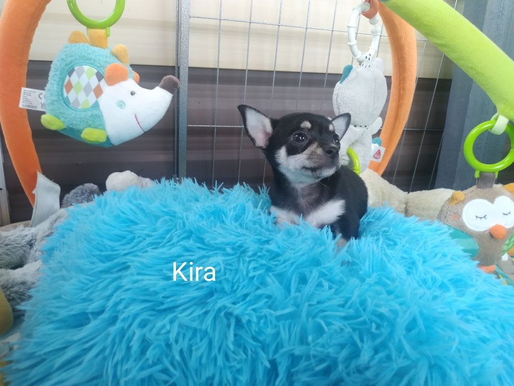Suczka Chihuahua krótkowłosy