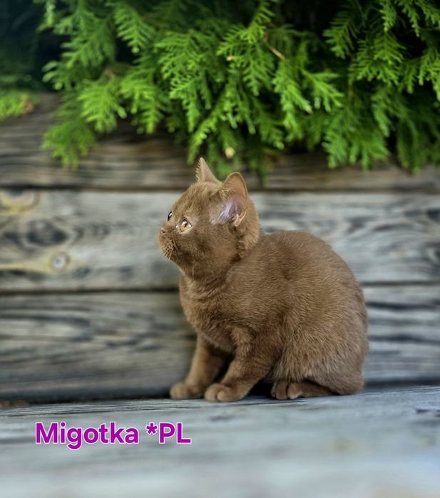 Kotka brytyjska krótkowłosa BSHo cynamon . Rodowód FPL