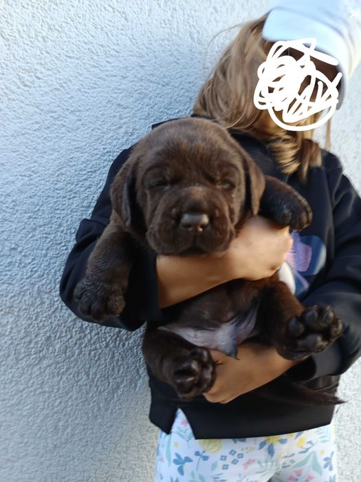 Labrador retriever czekoladowy piesek.