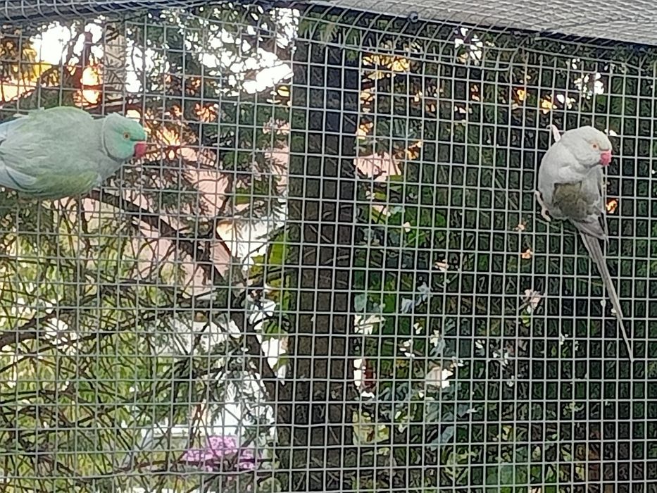 Aleksandretty obrożne para dorosla