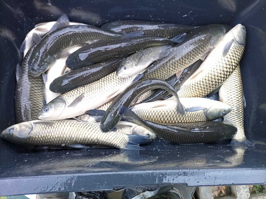 Tołpyga kroczek 600/700 gram  , lin karp karaś szczupak jesiotr