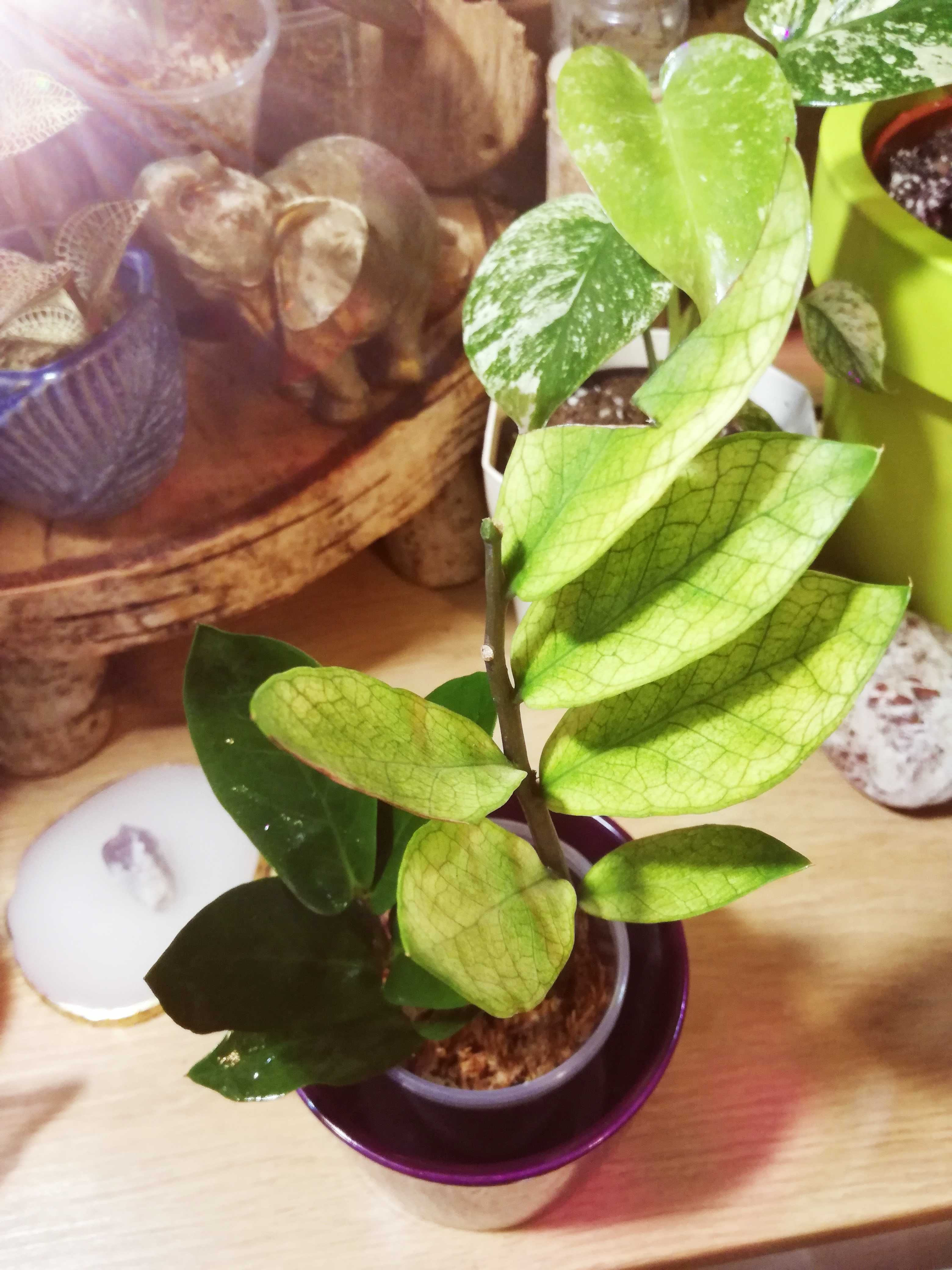 INTERNATIONAL Zamioculcas Zamifolia Alba Ghost Variegata philodendron