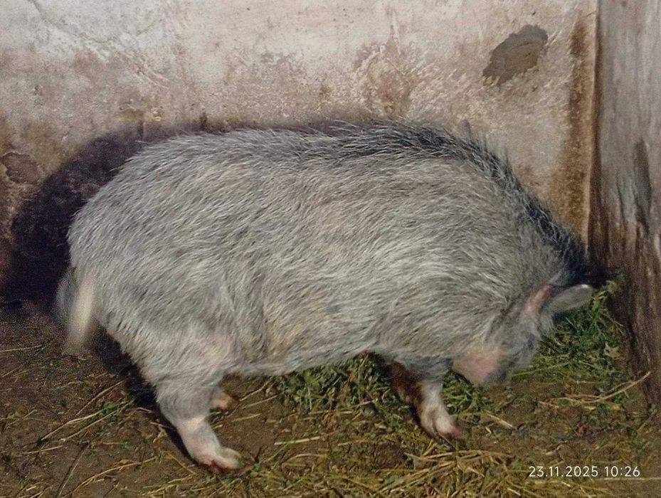 Продам-Обміняю Кнура