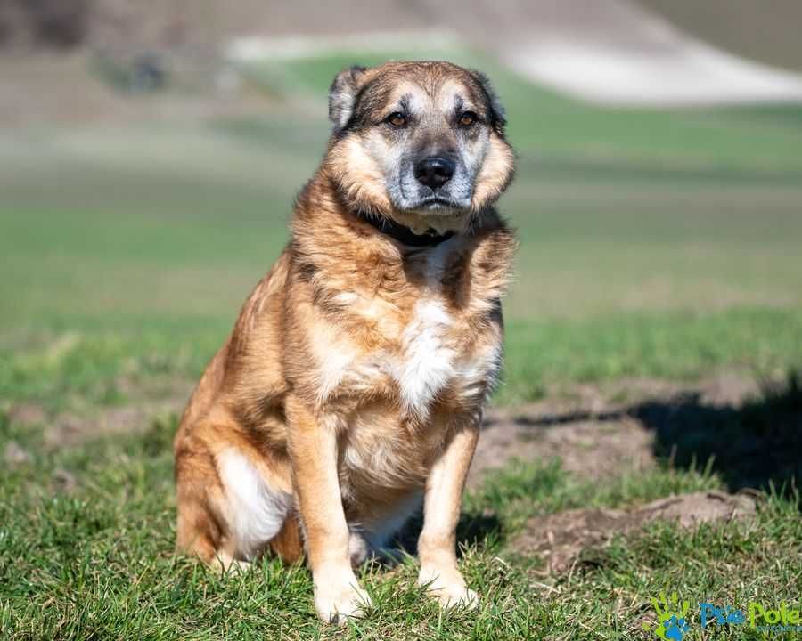 Parker - nieśmiały, wystraszony, łagodny psiak SCHRONISKO