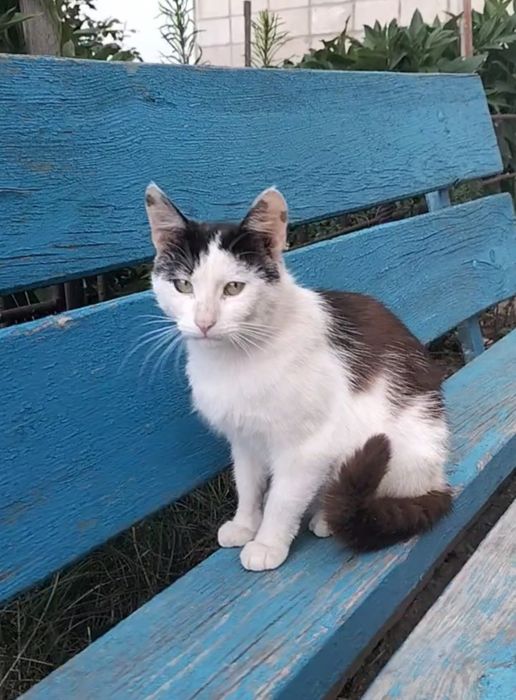 Котик молоденький в добрі ручки