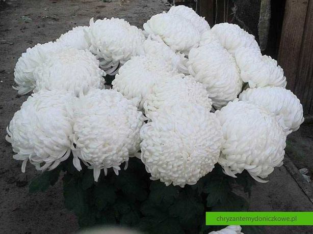 Chryzantemy wielkokwiatowe – Białe/Kremowe Donica fi 25cm