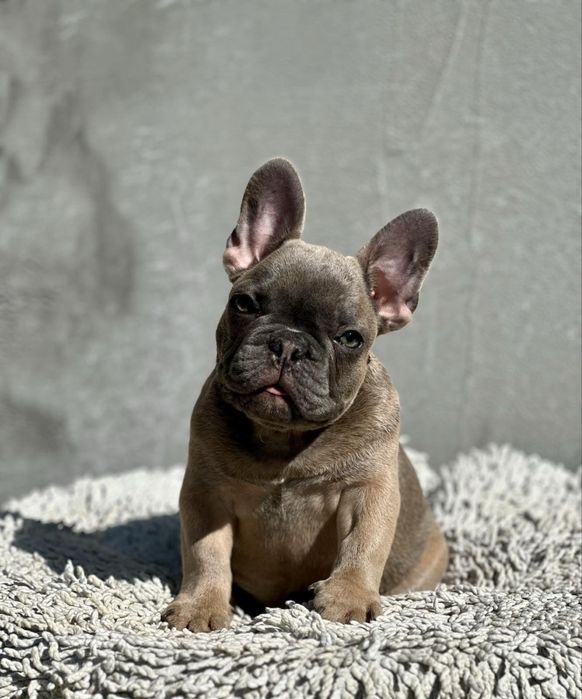 Супер французики с документами